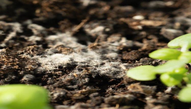 
كائنات دقيقة في التربة قد تتحكم في هطول الأمطار