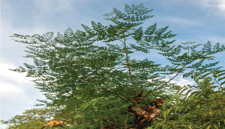 دراسة: بذور المورينغا تنقي مياه الشرب من الميكروبلاستيك بنسبة تصل إلى 98%